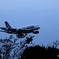 成田空港 シンガポール航空A380