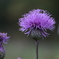 鯉ヶ窪湿原の花2