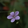 鯉ヶ窪湿原の花4