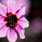 purple...