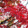 もみじの紅葉