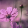 桃秋桜