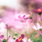 秋桜
