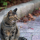 野良猫さん