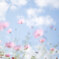 秋空秋桜