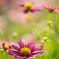Cosmos..♪