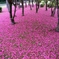 サザンカの花のカーペット２