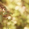 autumn　jewelry