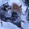 雪まみれで遊ぶ柴犬たち