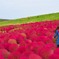 コキアのある風景
