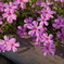 芝桜 #1