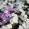 芝桜 #3