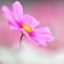 秋桜