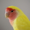 Peachfaced Lovebird