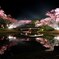 夜桜 [ 蔵出し ]