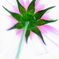 Cosmos