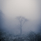 lonely tree