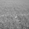 L1000527