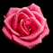 Pink Rose