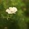 サイケ　White