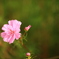 サイケ　Pink