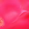 薔薇の秘密