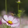 蜜の香に誘われて