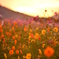 Sunset color