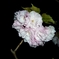 CIMG0503