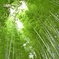 嵐山の竹林