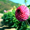 Dahlia