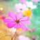 秋桜
