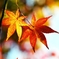 Dye it into the color of the season