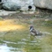 水浴びするスズメさん