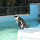 ダイブする決意をしたペンギンさん