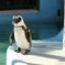 水に入るか迷うペンギンさん