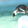 ダイブ直前のペンギンさん