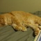 sleeping cat