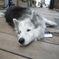 sleeping dog