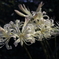 Lycoris albiflora