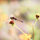 Fancy dragonfly.　~orange