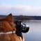 camera dog
