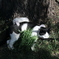 うさぎとねこ