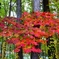 紅葉の時