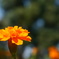 熱帯植物園にて。花。