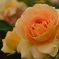 薔薇パフューム
