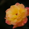 DSC04778☆
