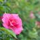 800-DSC_0095