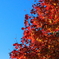 蔵王の紅葉
