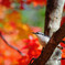 またまた紅葉とゴジュウカラ